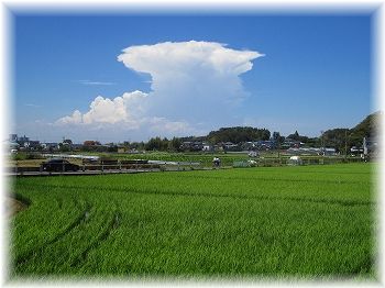 泉区・夏の和泉町